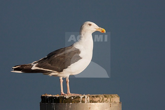 Great Black-backed Gull - Mantelmöwe - Larus marinus, Germany, adult stock-image by Agami/Ralph Martin,