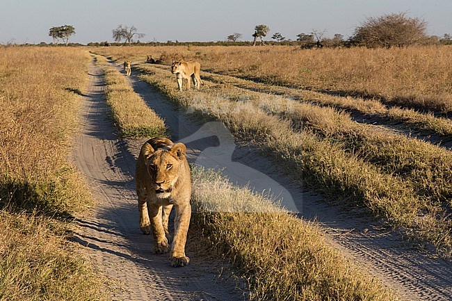 A close view of the lions, Panthera leo, from the Marsh Pride, walking in search of food. Savuti, Chobe National Park, Botswana stock-image by Agami/Sergio Pitamitz,