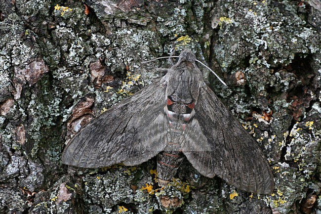 Windepijlstaart,Convolvulus Hawk-moth stock-image by Agami/Bas Haasnoot,