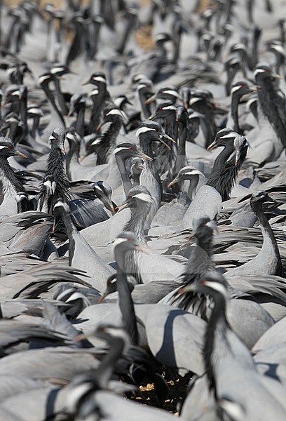 Huge flock Demoiselle Cranes (Grus virgo) standing on the ground in Khichan Bird Sanctuary, Rajasthan, India. Waiting for when they are getting fed. stock-image by Agami/James Eaton,