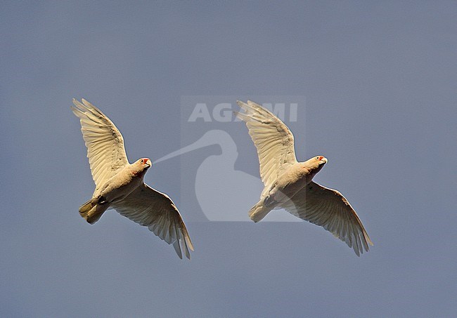Long-billed Corella (Cacatua tenuirostris) pair in flight stock-image by Agami/Andy & Gill Swash ,