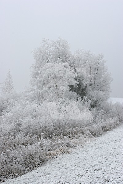 Lepelaarplassen Almere Netherlands covered in hoar-frost; Lepelaarplassen Almere Nederland bedekd met rijp stock-image by Agami/Karel Mauer,
