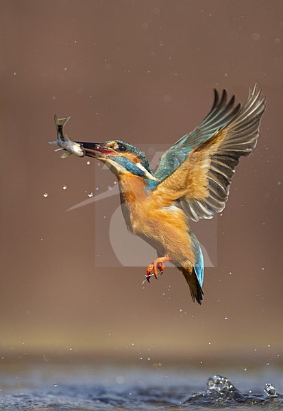 manual updated stock-image by Agami/Danny Green,