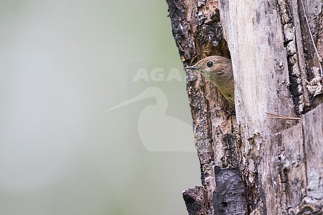 Common Redstart - Gartenrotschwanz - Phoenicurus phoenicurus ssp. phoenicurus, Russia (Oblast Irkutsk), adult female stock-image by Agami/Ralph Martin,