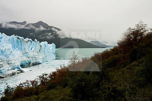 Los Glacieres, National Park, Argentina stock-image by Agami/Marc Guyt,