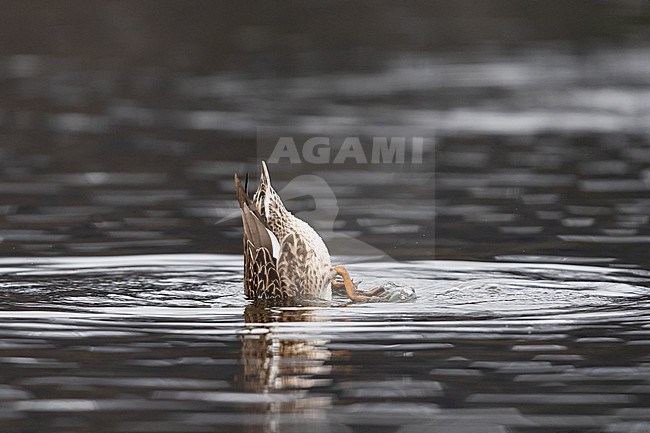 An adult female Gadwall (Mareca strepera) is dabbling in shallow waters stock-image by Agami/Mathias Putze,