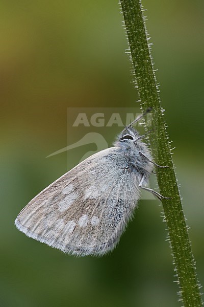 Alpine blue, Plebeius orbitulus, Alpenblauwtje stock-image by Agami/Bas Haasnoot,