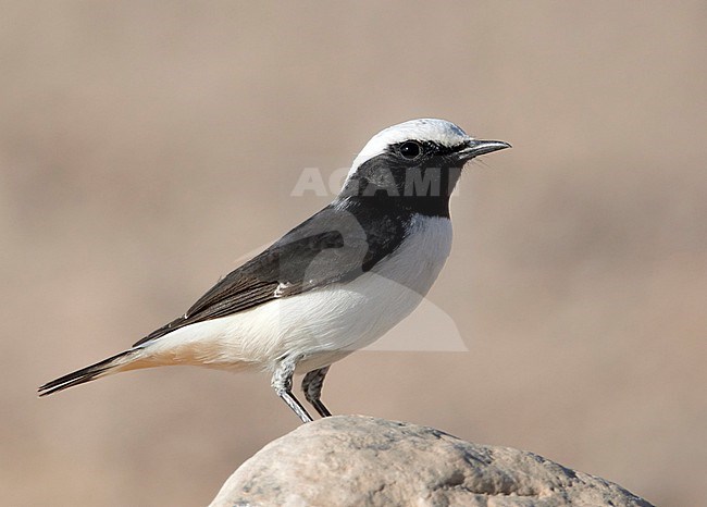 Male Mourning Wheatear (Oenanthe lugens) in Israel. stock-image by Agami/Tomi Muukkonen,
