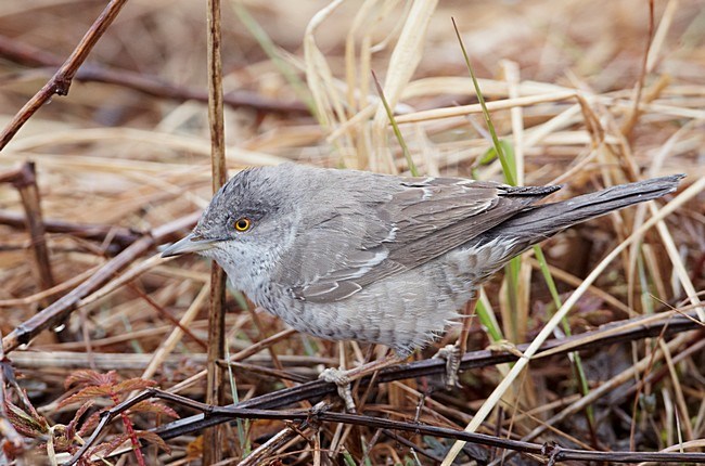 Sperwergrasmus foeragerend op de grond; Barred Warbler foraging on the ground stock-image by Agami/Markus Varesvuo,