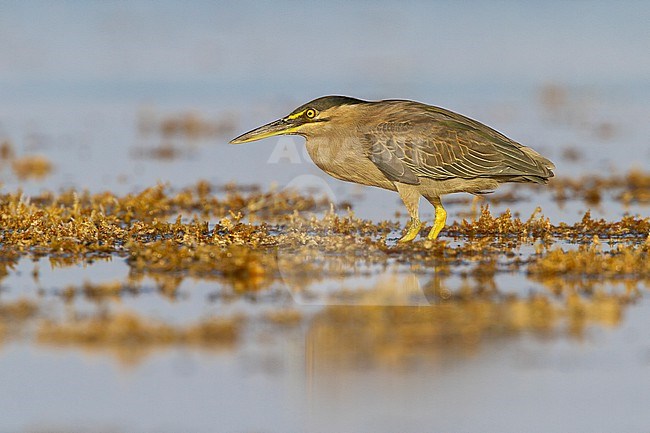 Striated Heron (Butorides striata brevipes), side view of an adult standing in the water, South Sinai Governorate, Egypt stock-image by Agami/Saverio Gatto,