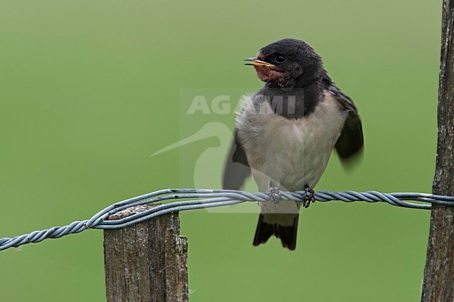 Boerenzwaluw juveniel bedelend om voer Nederland; Barn Swallow juvenile begging for food Netherlands stock-image by Agami/Wil Leurs,