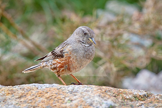 Alpine Accentor (Prunella collaris) sitting on a rock, Corsica, France stock-image by Agami/Tomas Grim,