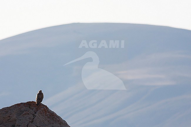 Long-legged Buzzard - Adlerbussard - Buteo rufinus ssp. rufinus, Turkey, adult stock-image by Agami/Ralph Martin,