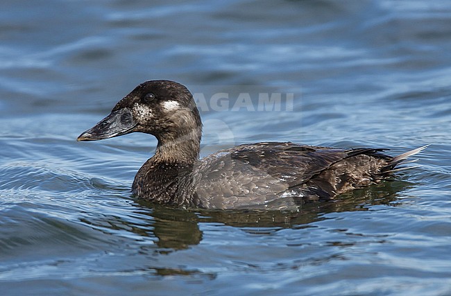 Adult female
Los Angeles Co., CA
April 2008 stock-image by Agami/Brian E Small,
