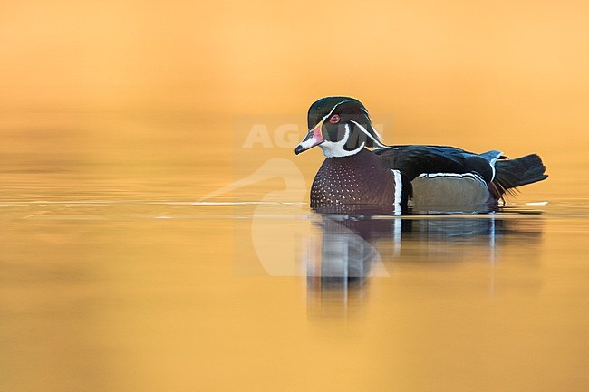 Wood Duck - Brautente - Aix sponsa, Great Britain, adult male stock-image by Agami/Ralph Martin,