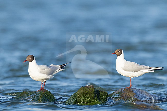  stock-image by Agami/Menno van Duijn,