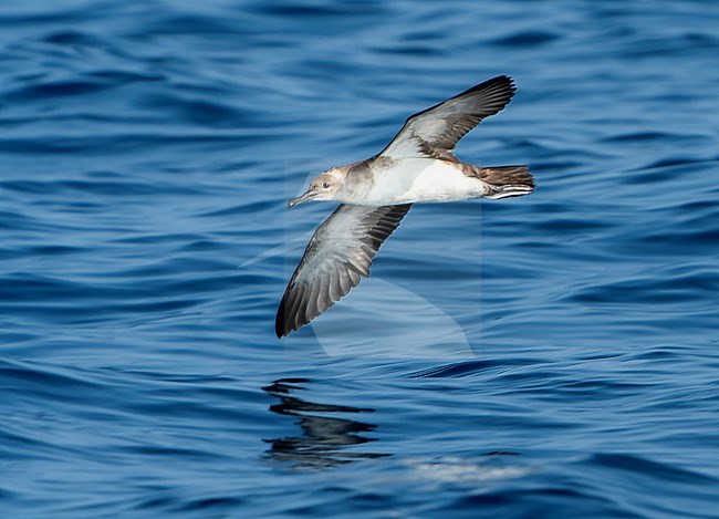 Black-vented shearwater (Puffinus opisthomelas) off Mexico. stock-image by Agami/Dani Lopez-Velasco,