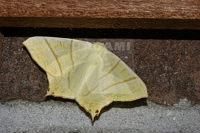 Swallow-tailed Moth on wall Netherlands, Vliervlinder op muur Nederland stock-image by Agami/Bas Haasnoot,