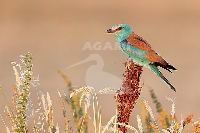 European Roller (Coracias garrulus), side view of an adult female perched on a Rumex crispus, Campania, Italy stock-image by Agami/Saverio Gatto,