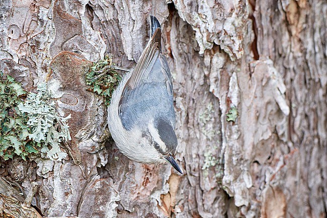 Corsican Nuthatch (Sitta whiteheadi), adult male perched on tree bark  in Castellaccie, Corsica stock-image by Agami/Tomas Grim,