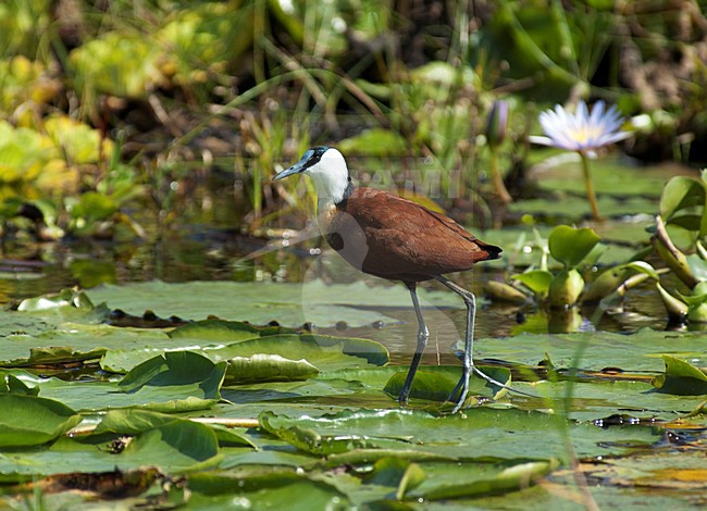 Lelie-loper op waterlelie, African Jacana on Lilly stock-image by Agami/Roy de Haas,