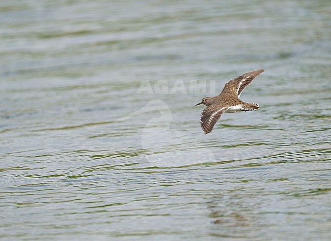 Adult Common Sandpiper (Actitis hypoleucos) flying low over water showing upperside stock-image by Agami/Ran Schols,