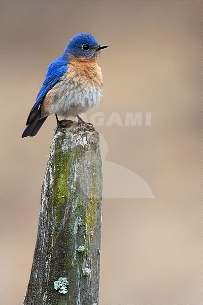 Adult Eastern Bluebird (Sialia sialis guatemalae) perched on a branch in Guatemala. stock-image by Agami/Dubi Shapiro,