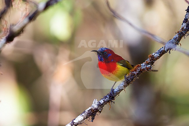 Male Mrs. Goulds Sunbird (Aethopyga gouldiae) perched at Doi Inthanon, Thailand stock-image by Agami/Helge Sorensen,