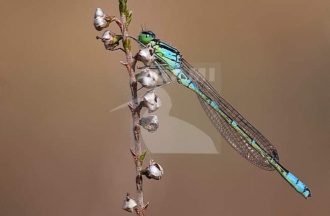 Adult male Irish Damselfly (Coenagrion lunulatum) resting on heather at the Hatertse Vennen in the Netherlands. stock-image by Agami/Fazal Sardar,