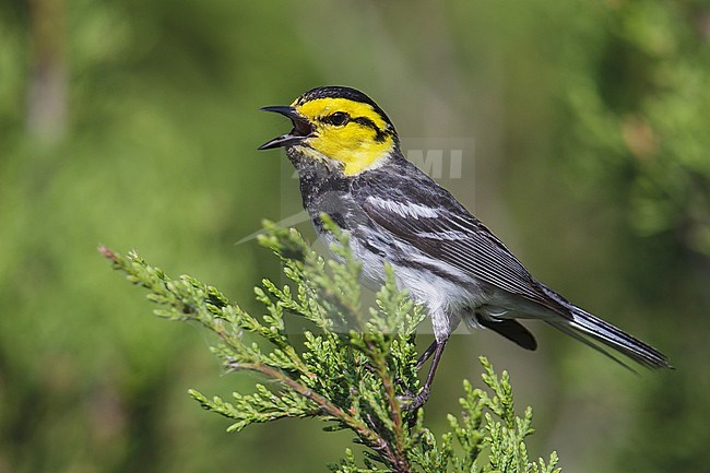 Adult male
Kimble Co., TX
April 2013 stock-image by Agami/Brian E Small,