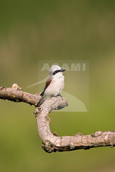 Grauwe Klauwier mannetje zittend in boomtop; Red-backed Shrike male perched in treetop stock-image by Agami/Marc Guyt,