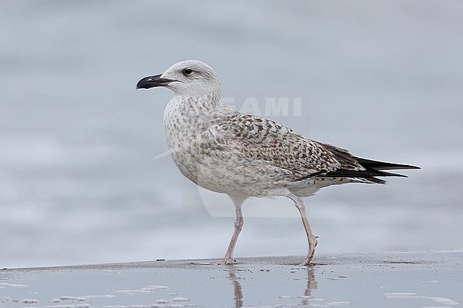 Yellow-legged Gull (Larus michahellis), side view of a juvenile standing on the shore, Campania, Italy stock-image by Agami/Saverio Gatto,