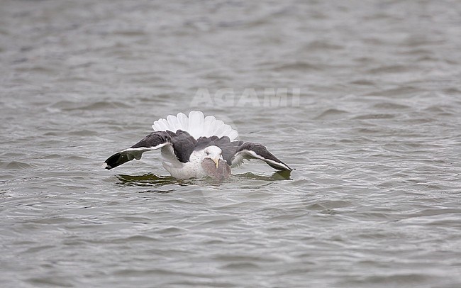 Great Black-backed Gull (Larus marinus), adult with flatfish at Gilleleje Harbor, Denmark stock-image by Agami/Helge Sorensen,