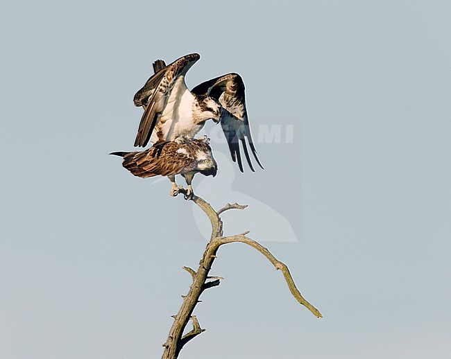 Visarend, Osprey (Pandion haliaetus) stock-image by Agami/Dick Forsman,