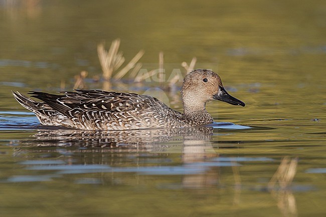 Adult female
Maricopa Co., AZ
October 2012 stock-image by Agami/Brian E Small,