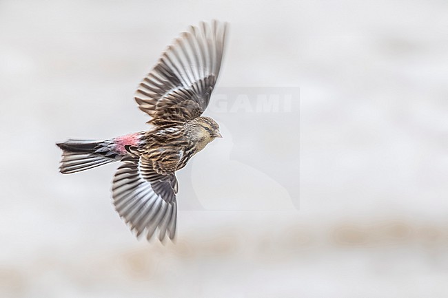 Caucasian Twite, Linaria flavirostris brevirostris, in Georgia. stock-image by Agami/Daniele Occhiato,
