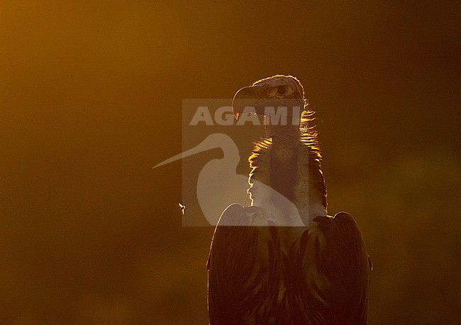 Lappet-faced Vulture (Torgos tracheliotus) stock-image by Agami/Bence Mate,