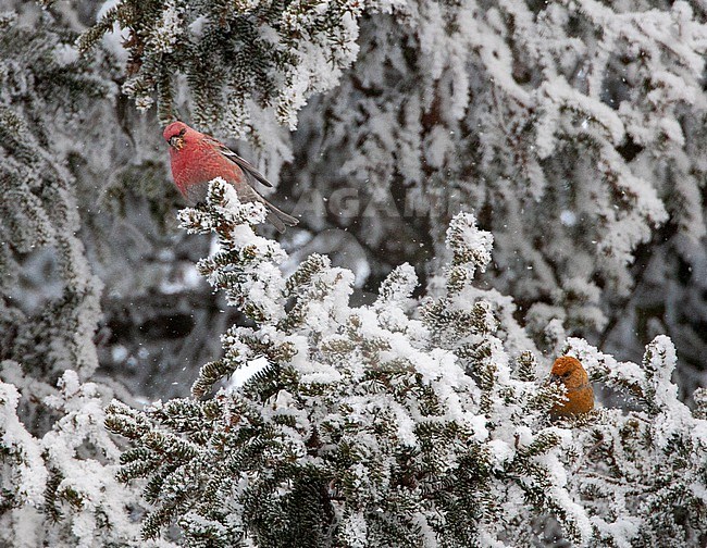 Male and female Pine Grosbeak (Pinicola enucleator) near Kuusamo in Finland. Flock of foraging birds in snow covered tree. stock-image by Agami/Marc Guyt,