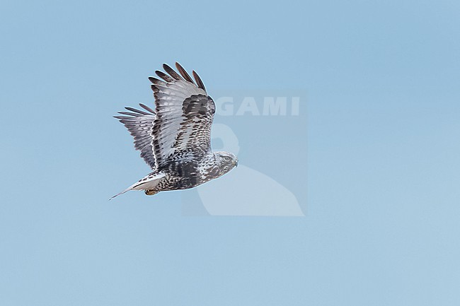 Adult (light morph)
Mackinac Co., MI
April 2025 stock-image by Agami/Brian E Small,