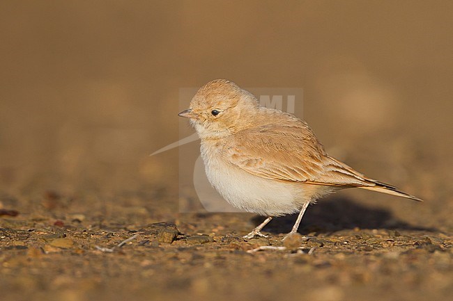 Bar-tailed Desert Lark (Ammomanes cincturus); Morocco, adult stock-image by Agami/Ralph Martin,