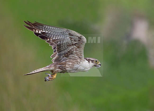 Adult male Saker Falcon (Falco cherrug) in flight in Slovakia. stock-image by Agami/Dick Forsman,