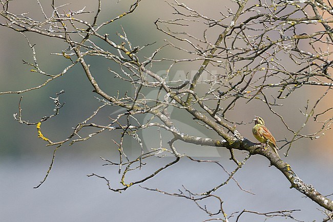 Adult male Cirl Bunting (Emberiza cirlus) in Germany. Singing from singing post in a bare tree. stock-image by Agami/Ralph Martin,