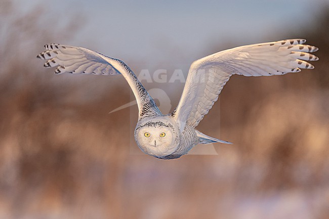 Snowy Owl (Bubo scandiacus) in snow covered landscape in Ontario Canada. stock-image by Agami/Marcel Burkhardt,