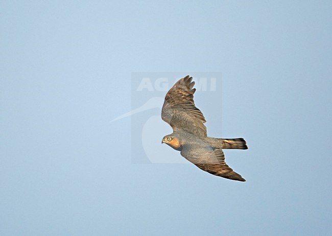 Sperwer in vlucht; Sparrowhawk in flight stock-image by Agami/Markus Varesvuo,