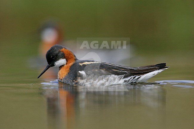 Grauwe Franjepoot zwemmend;  Red-necked Phalarope swimming stock-image by Agami/Menno van Duijn,