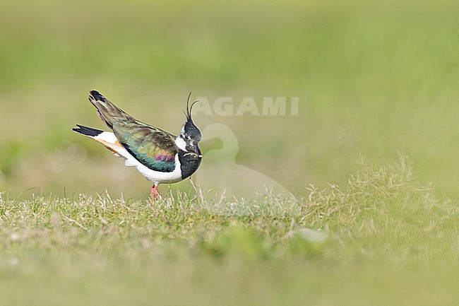  stock-image by Agami/Menno van Duijn,