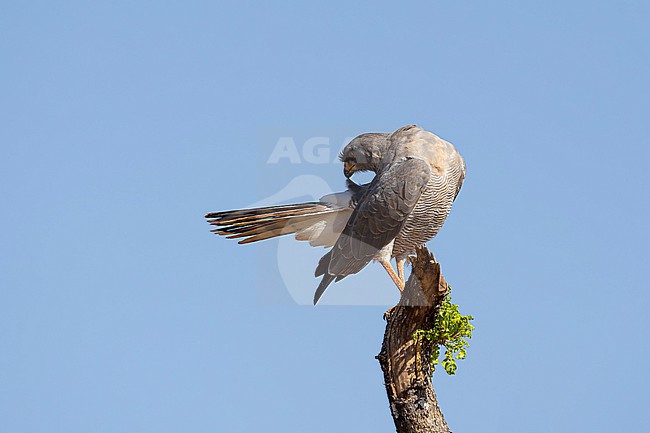 immature eastern chanting goshawk (Melierax poliopterus) preening and perching on a tree near Bidre in Ethiopia stock-image by Agami/Mathias Putze,