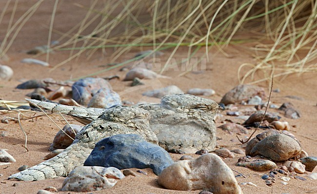 Egyptische Nachtzwaluw; Egyptian Nightjar stock-image by Agami/Markus Varesvuo,
