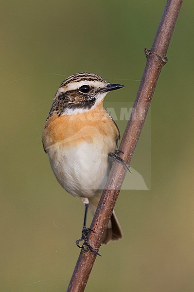 Whinchat (Saxicola rubetra), Poland, adult male stock-image by Agami/Ralph Martin,