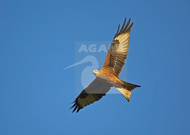 Red Kite flying; Rode Wouw vliegend stock-image by Agami/Markus Varesvuo,